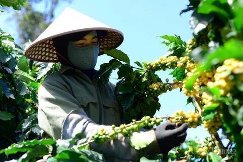 Giá cà phê hôm nay 9/4/2026: Giảm 'sốc' 4.000 đồng/kg