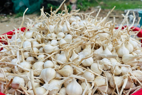 Giá nông sản hôm nay 9/4: Giá tiêu xuất khẩu tăng; mít thái biến động mạnh