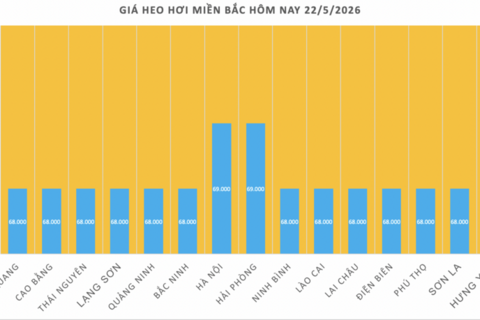 Giá heo hơi hôm nay 22/5/2026: Tăng duy nhất tại 1 địa phương