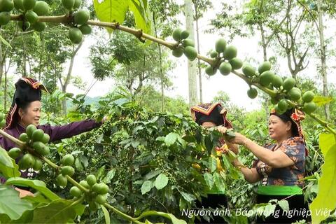 Mở lối cho Arabica Điện Biên chinh phục phân khúc xuất khẩu cao cấp