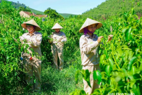 Nông sản hàng hóa mở lối giảm nghèo bền vững nơi miền Tây Nghệ An