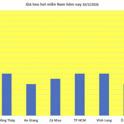Giá heo hơi hôm nay 20/3/2026: Duy trì đà tăng mạnh