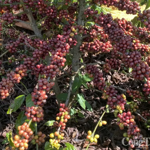 Giá cà phê thế giới tăng mạnh do nguồn cung suy yếu và đầu cơ quay lại