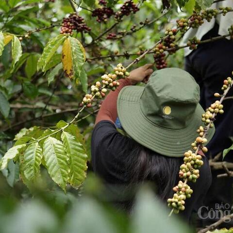 Giá cà phê hôm nay 23/3/2026: Tăng nhẹ 500 - 700 đồng/kg