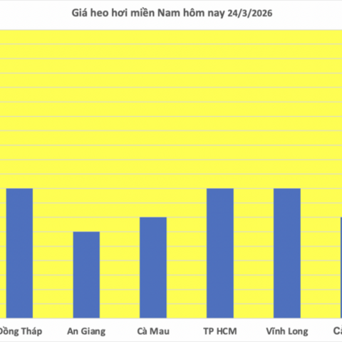 Giá heo hơi hôm nay 24/3/2026: Giảm diện rộng tại miền Bắc