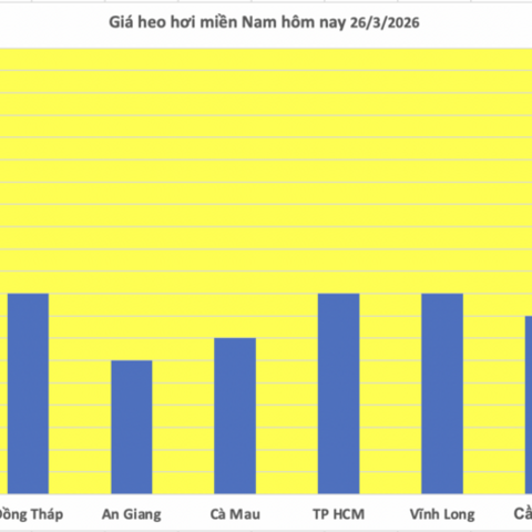 Giá heo hơi hôm nay 26/3: Đi ngang, cao nhất đạt 69.000 đồng/kg