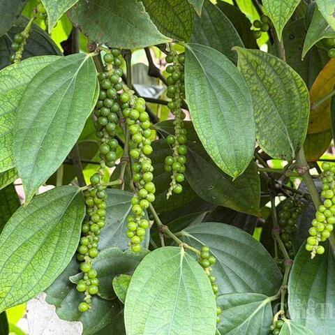 Giá tiêu hôm nay 26/3/2026: Giữ đà neo cao