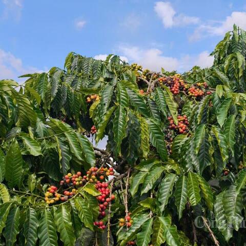 Giá cà phê hôm nay 30/3/2026: Dao động từ 91.500 - 92.300 đồng/kg