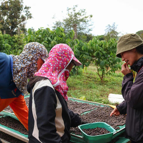 Giá cà phê hôm nay 31/3/2026: Tăng nhẹ 200 đồng/kg tại Lâm Đồng