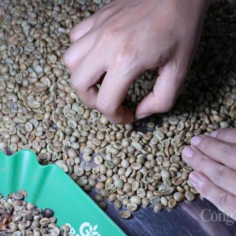 Giá cà phê hôm nay 2/4/2026: Trên đà hồi phục, tăng 1.700 đồng/kg