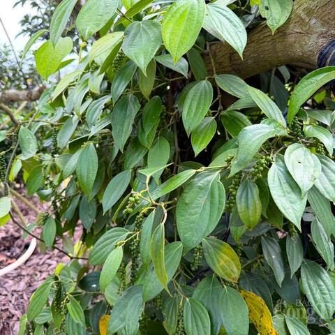 Giá tiêu hôm nay 2/4/2026: Dao động từ 138.000 - 139.000 đồng/kg