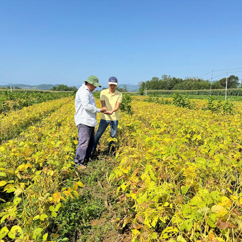 Quảng Ngãi: Trồng đậu nành theo chuỗi liên kết, nông dân khấm khá