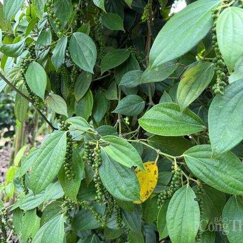 Giá tiêu hôm nay 7/4/2026: Duy trì ổn định