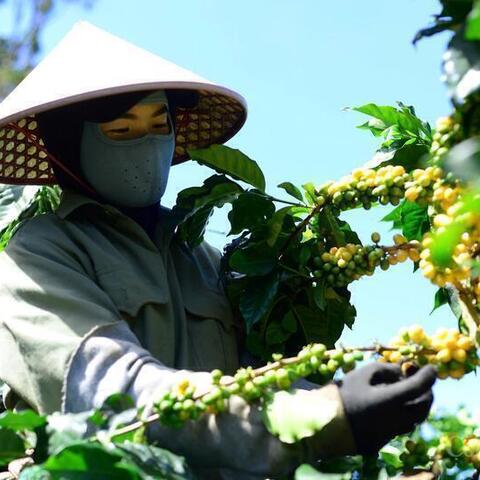 Giá cà phê hôm nay 9/4/2026: Giảm 'sốc' 4.000 đồng/kg