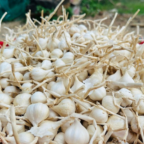 Giá nông sản hôm nay 9/4: Giá tiêu xuất khẩu tăng; mít thái biến động mạnh