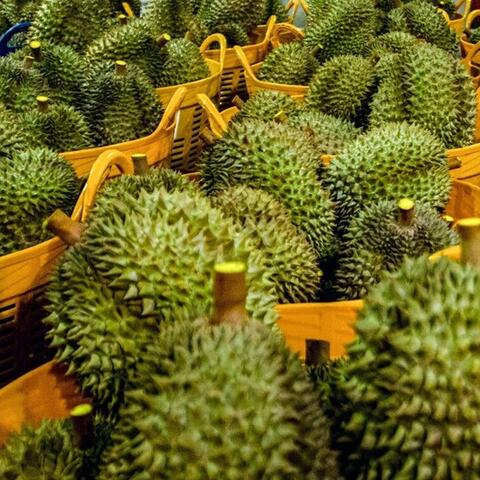 Giá nông sản hôm nay 10/4: Giá sắn tươi tăng mạnh; giá ớt giảm kỷ lục