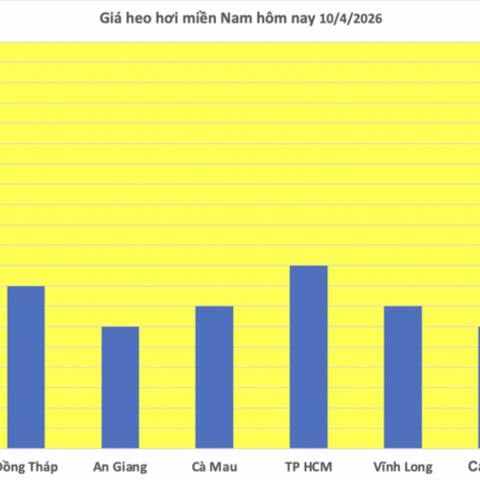 Giá heo hơi hôm nay 10/4/2026: Giữ đà bình ổn