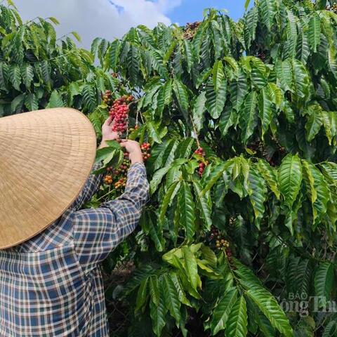 Giá cà phê hôm nay 13/4/2026: Dao động từ 85.200 - 85.700 đồng/kg