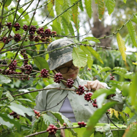 Giá cà phê hôm nay 21/4/2026: Tăng nhẹ 300 đồng
