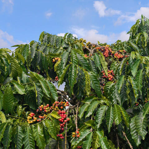 Giá cà phê hôm nay 22/4/2026: Quay đầu giảm nhẹ