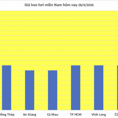Giá heo hơi hôm nay 28/4/2026: Tăng nhẹ tại Nghệ An