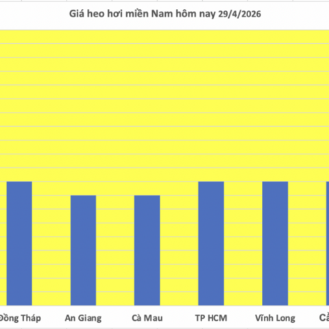 Giá heo hơi hôm nay 29/4/2026: Tiếp tục neo cao