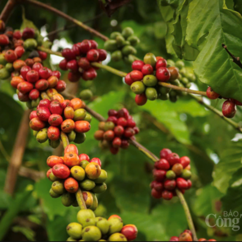 Giá cà phê hôm nay 29/4/2026: Đồng loạt giảm 1.000 đồng