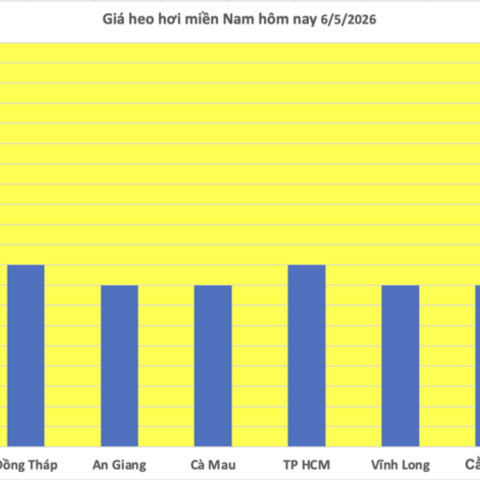 Giá heo hơi hôm nay 6/5/2026: Đi ngang trên cả 3 miền