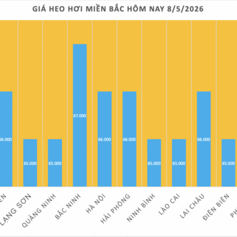 Giá heo hơi hôm nay 8/5/2026: Tăng diện rộng tại miền Bắc, miền Trung