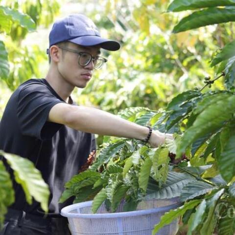Giá cà phê hôm nay 13/5/2026: Tăng mạnh 1.000 - 1.200 đồng