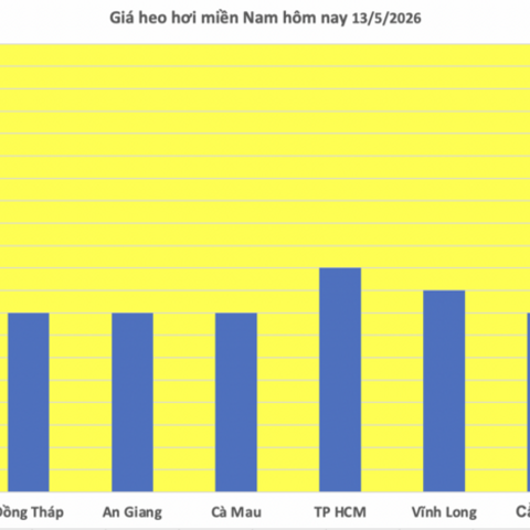 Giá heo hơi hôm nay 13/5/2026: Tăng vài nơi tại miền Bắc, miền Trung