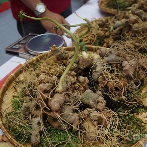 Đà Nẵng: Gỡ khó về chỉ dẫn địa lý, tăng kết nối tiêu thụ sâm Ngọc Linh