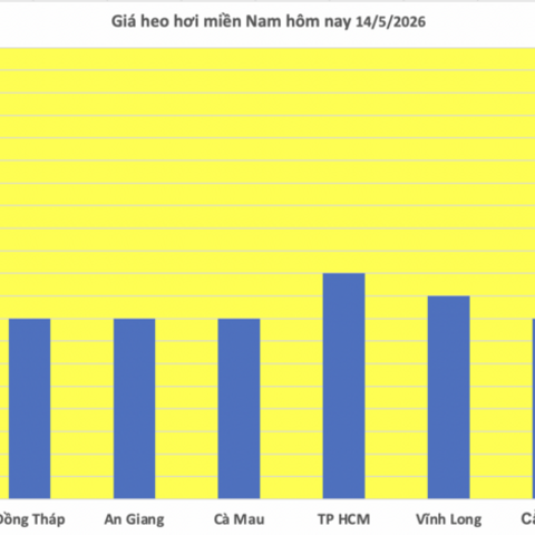 Giá heo hơi hôm nay 14/5/2026: Cao nhất 71.000 đồng/kg