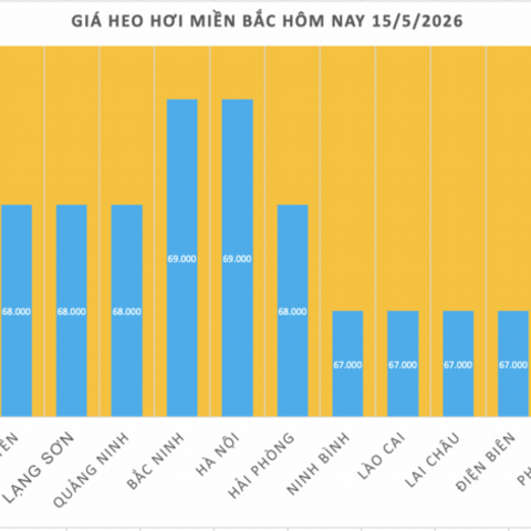 Giá heo hơi hôm nay 15/5/2026: Giữ đỉnh 71.000 đồng/kg