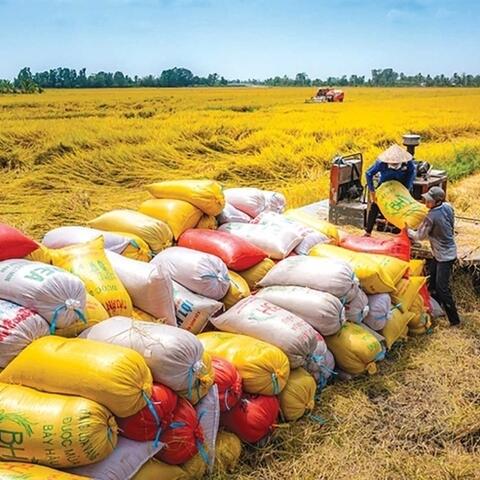 Xuất khẩu gạo Việt kỳ vọng phục hồi từ quý II/2026