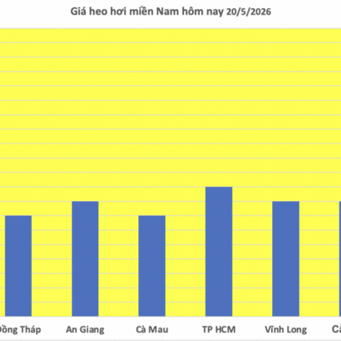 Giá heo hơi hôm nay 20/5/2026: Giảm rải rác