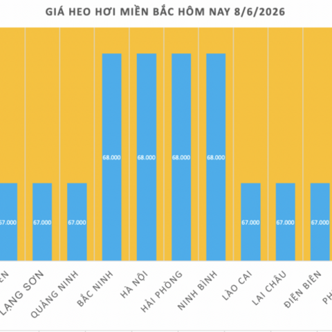 Giá heo hơi hôm nay 8/6/2026: Duy trì ổn định