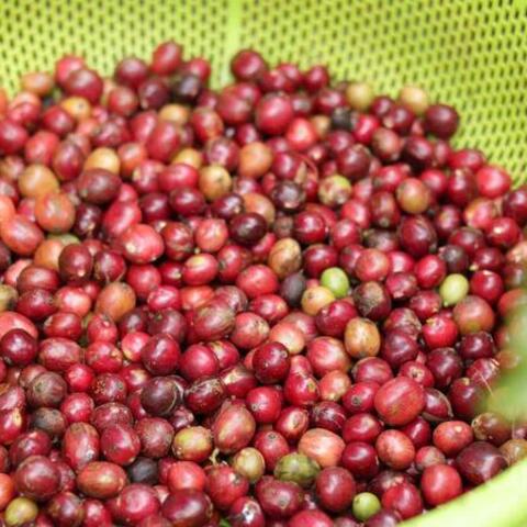 Giá cá phê hôm nay 8/6/2026: Giảm nhẹ 100 đồng/kg