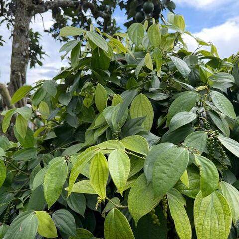Giá tiêu hôm nay 8/6/2026: Cao nhất 140.000 đồng/kg