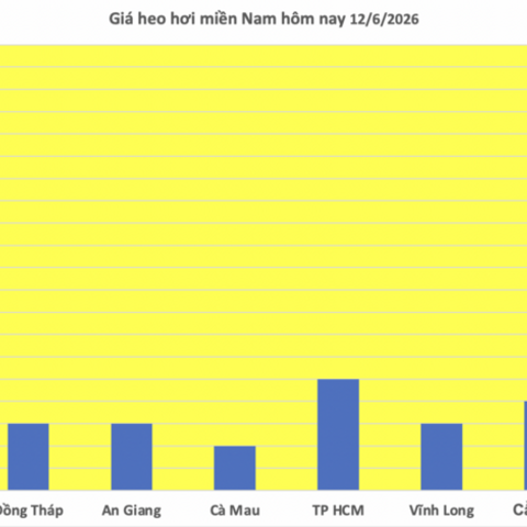 Giá heo hơi hôm nay 12/6/2026: Cao nhất 68.000 đồng/kg