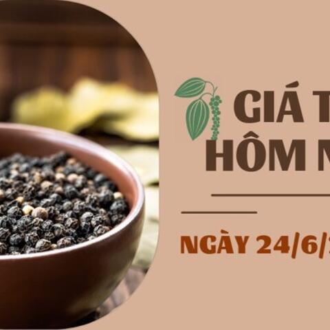 Giá tiêu hôm nay 24/6/2026: Tăng phiên thứ hai liên tiếp