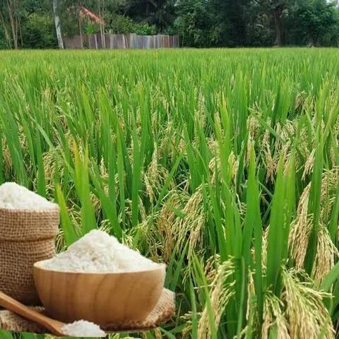 Giá lúa gạo hôm nay ngày 25/6: Gạo nguyên liệu xuất khẩu tăng