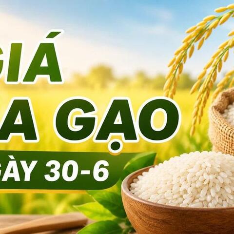 Giá lúa gạo hôm nay ngày 30/6/2026: Lúa tươi giảm nhẹ