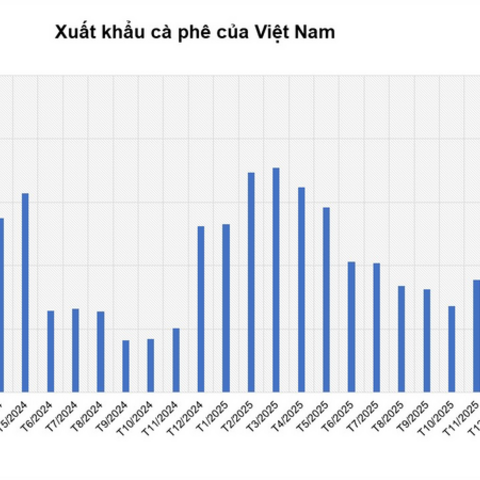Giá cà phê Arabica tăng mạnh do mưa lớn cản trở thu hoạch tại Brazil