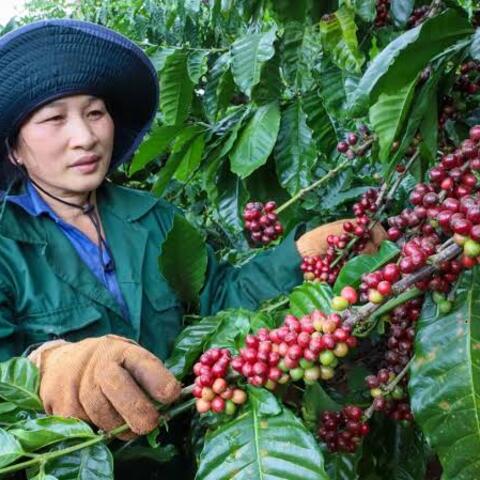 Giá cà phê hôm nay 3/7: Việt Nam xuất khẩu khoảng 1,1 triệu tấn cà phê nửa đầu năm 2026