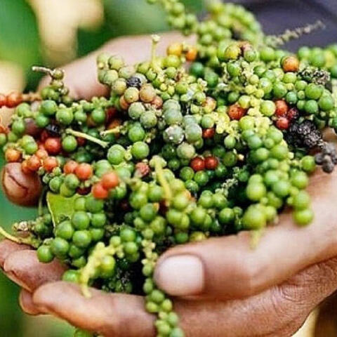 Giá tiêu hôm nay 4/7: Việt Nam là thị trường nhập khẩu hồ tiêu lớn nhất của Brazil 6 tháng đầu năm