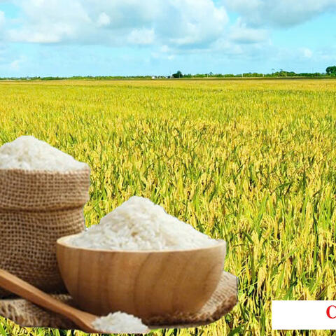 Giá lúa gạo hôm nay ngày 4/7/2026: Lúa tươi đảo chiều tăng