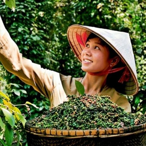 Giá tiêu hôm nay 6/7: Giá trong nước xuống mức thấp nhất một năm qua, kỳ vọng phục hồi vào cuối năm
