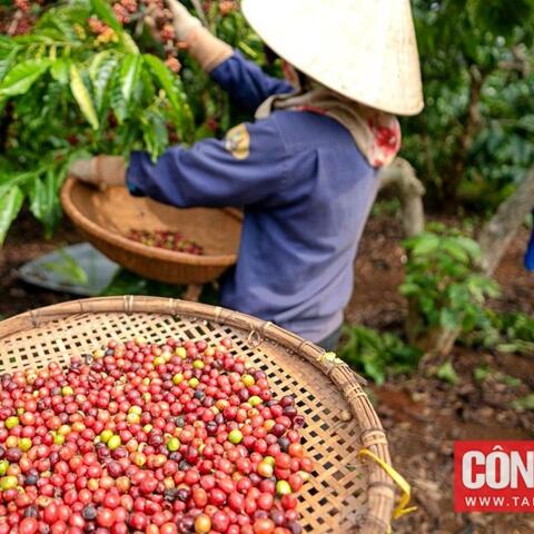 Giá cà phê hôm nay 9/7: Giá Arabica và Robusta đồng loạt lao dốc sau cú tăng kỷ lục đầu tuần