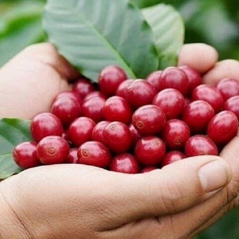 Giá cà phê hôm nay 10/7: Giá Robusta bật tăng hơn 300 USD/tấn, trong nước tăng 6.000 đồng/kg